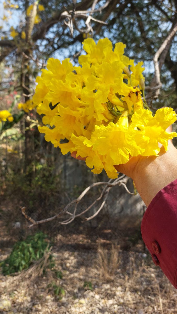 phanin12's tweet photo. Love nature, love flowers, love these yellow flowers on the @HydUniv campus. I do not know the name (neither local name nor scientific name). These flowers come up every year during this season (February-March). Very beautiful to see. Camera or video cannot capture fully.... https://t.co/XrNHjxi6ti