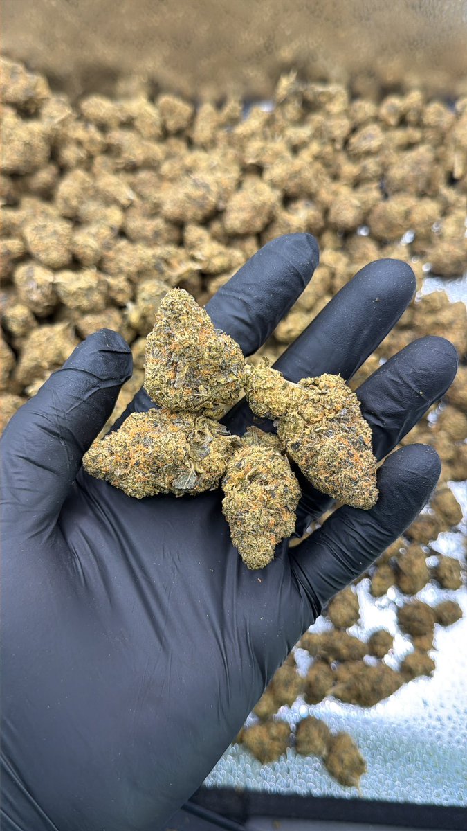 MainPlug25's tweet photo. Shreveport Metairie New Orleans Baton Rouge Lafayette Bossier City โ premium gas weed packs & zaza hitting all major spots ๐จ Serious orders only, no lowballers. DM quick for current weed menu! #LouisianaGas #LAPlug ๐ฅ https://t.co/EWCmLRQGZM