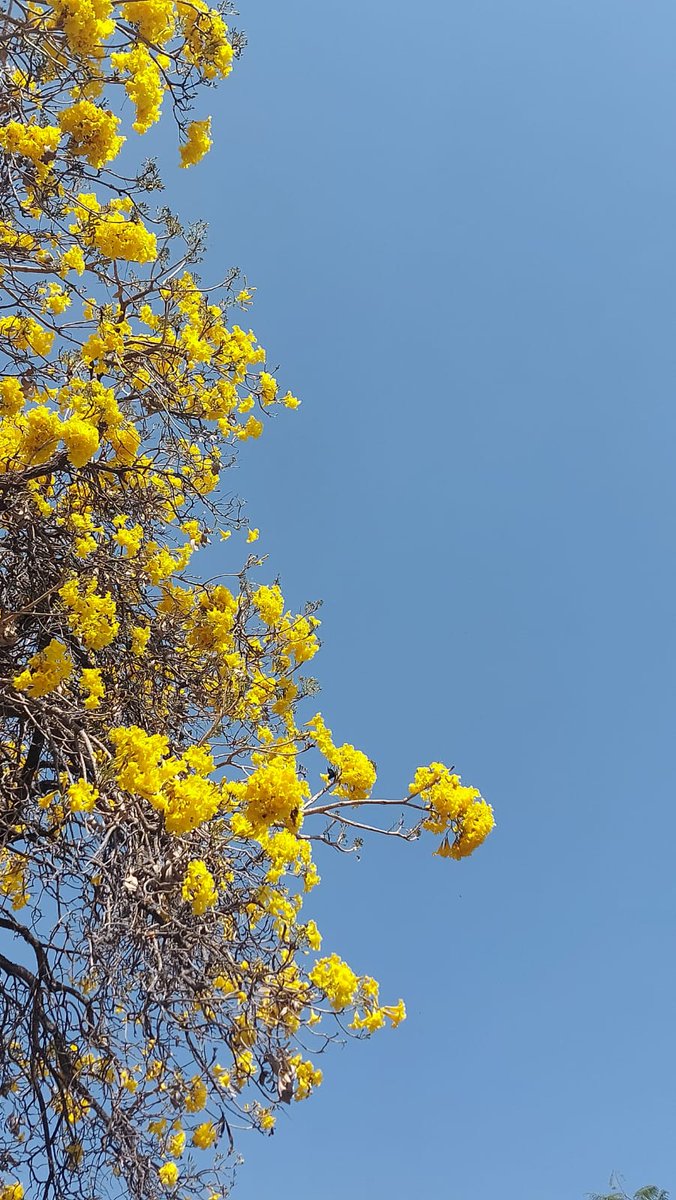 phanin12's tweet photo. Love nature, love flowers, love these yellow flowers on the @HydUniv campus. I do not know the name (neither local name nor scientific name). These flowers come up every year during this season (February-March). Very beautiful to see. Camera or video cannot capture fully.... https://t.co/XrNHjxi6ti
