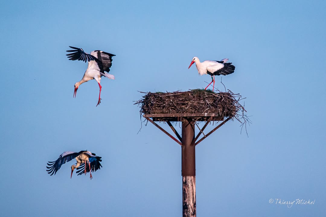 Thierry michel photographie tweet media