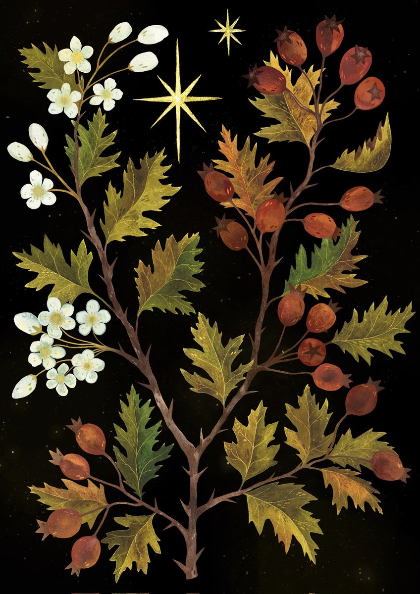 Ветвь боярышника🌿✨️