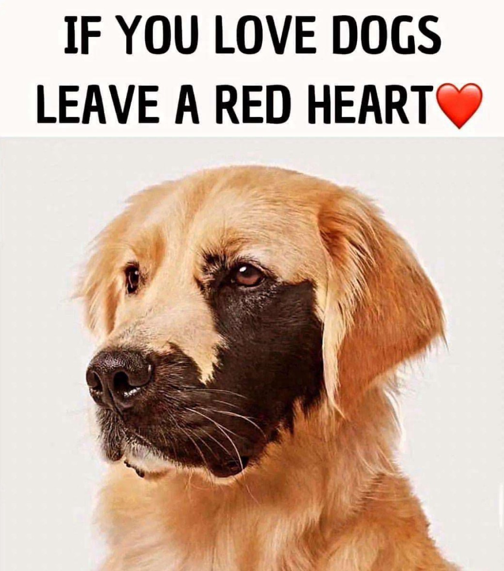 The Four Hearts tweet media