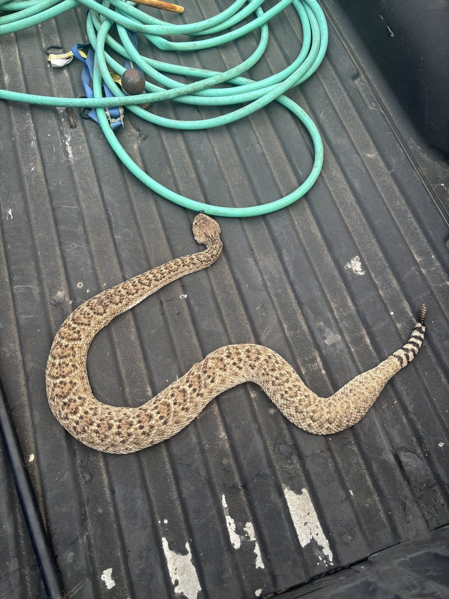 I walked right up to this silly little creature this morning.