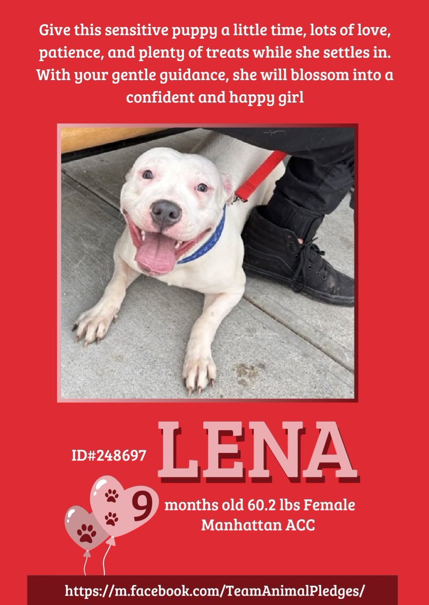 CharBolen's tweet image. LENA 💝 #248697   9mth old Girl 💝#Nycacc
Absolutely adorable baby girl! So beautiful and 
precious..in need of a wonderful home full of 
love!!  She will shine with love and patience and 
she's ready to learn!  More than ready to go home!
#Adopt #Foster
#Pledge 
HOME 4EVER