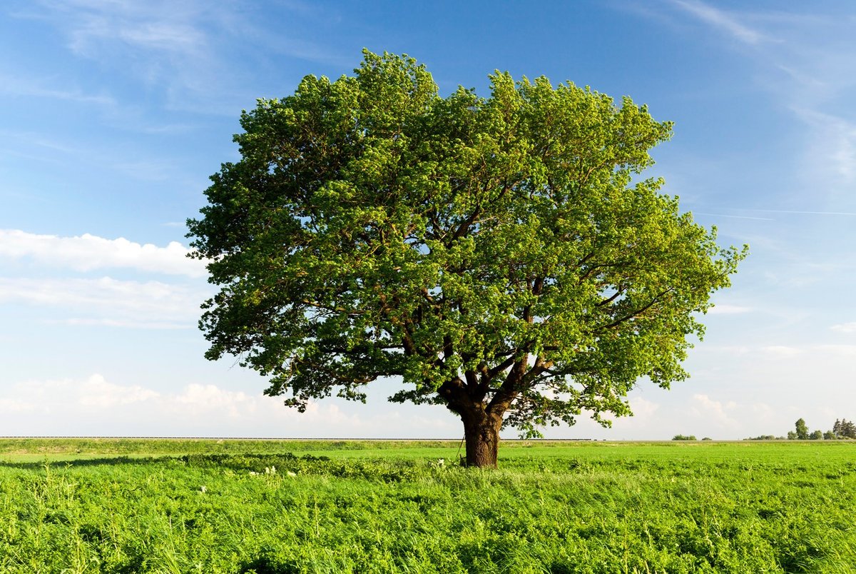 TÜRKİYE 🇹🇷 İÇİN ORMANLAR.İÇİN TEMİZ HAVA