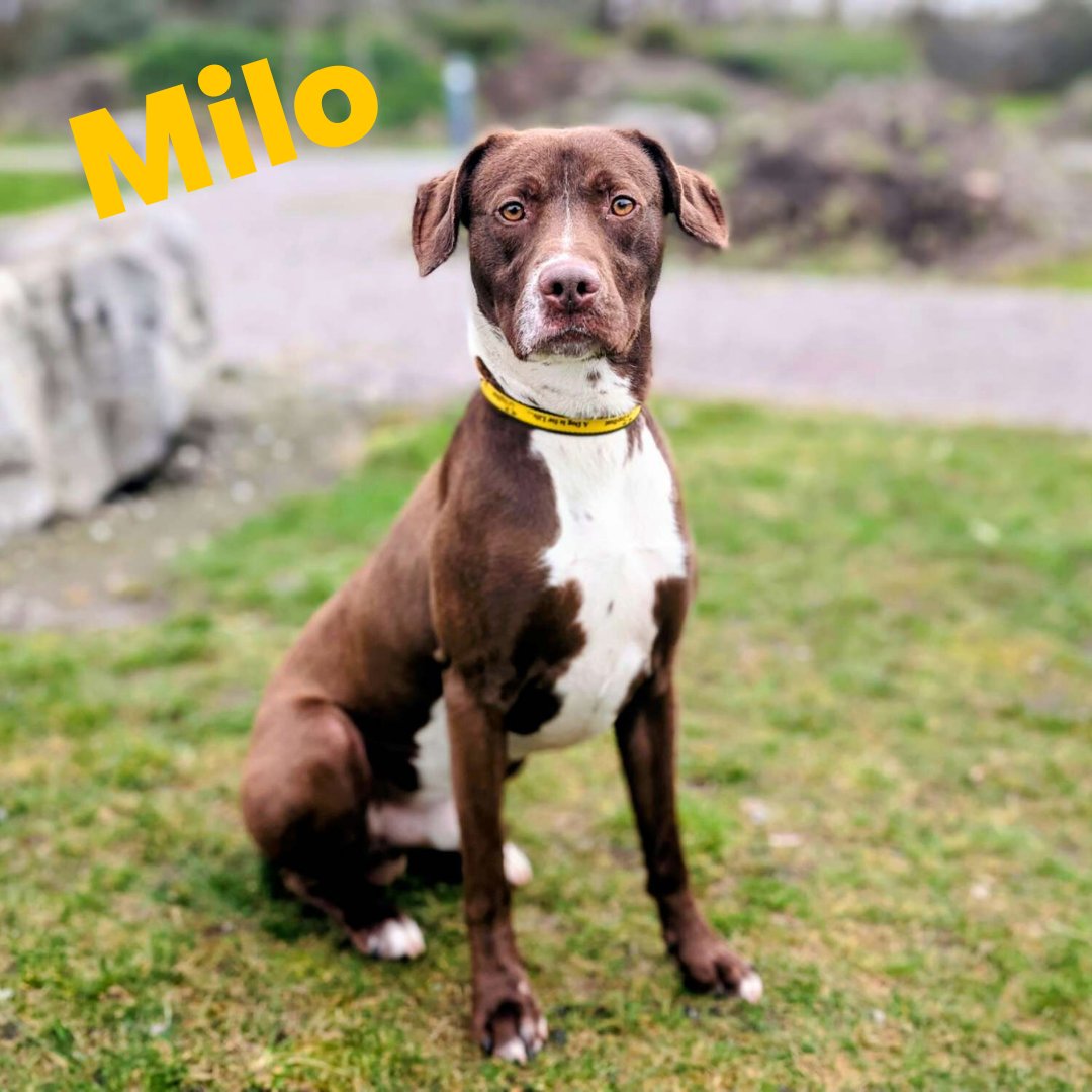 DTCardiff's tweet photo. 👀 We have plenty of dogs waiting for their forever homes. To meet your pawfect match, fill out an application online or visit our rehoming centre - our friendly team is here to help you find your new best friend! 🐾 #DogsTrust #DtCardiff #ComeVisit #AdoptDontShop https://t.co/RccMiAPuuD