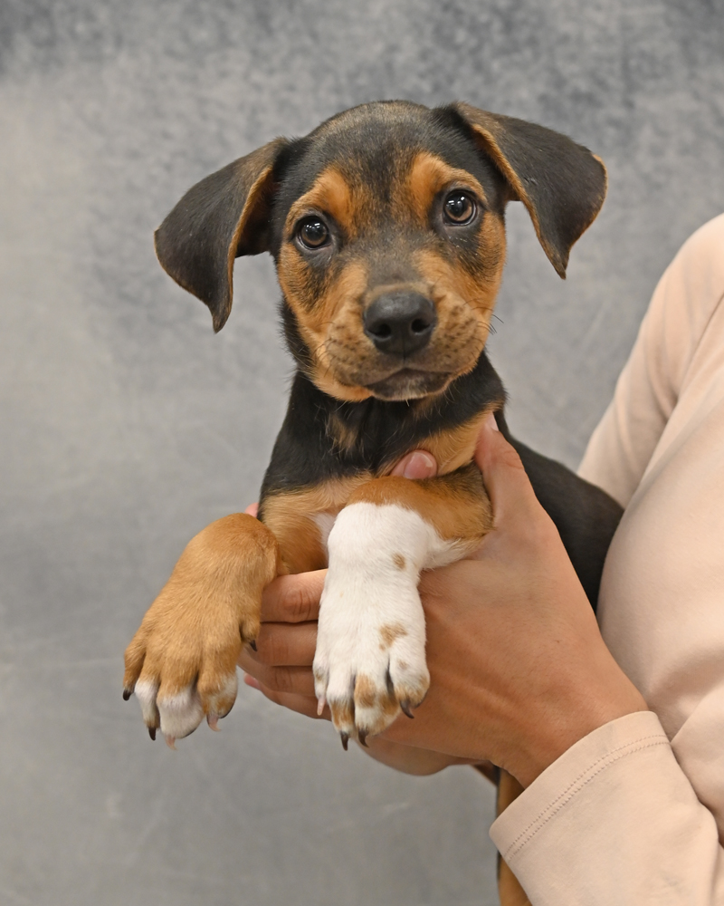 Helen Woodward Animal Center tweet media