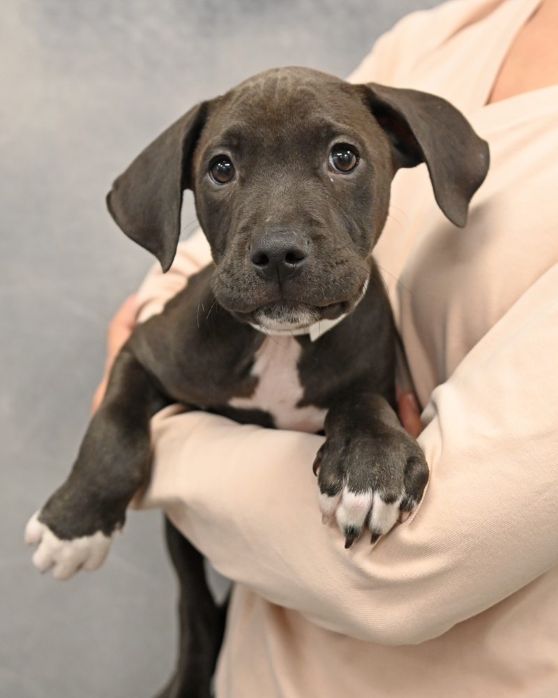 Helen Woodward Animal Center tweet media