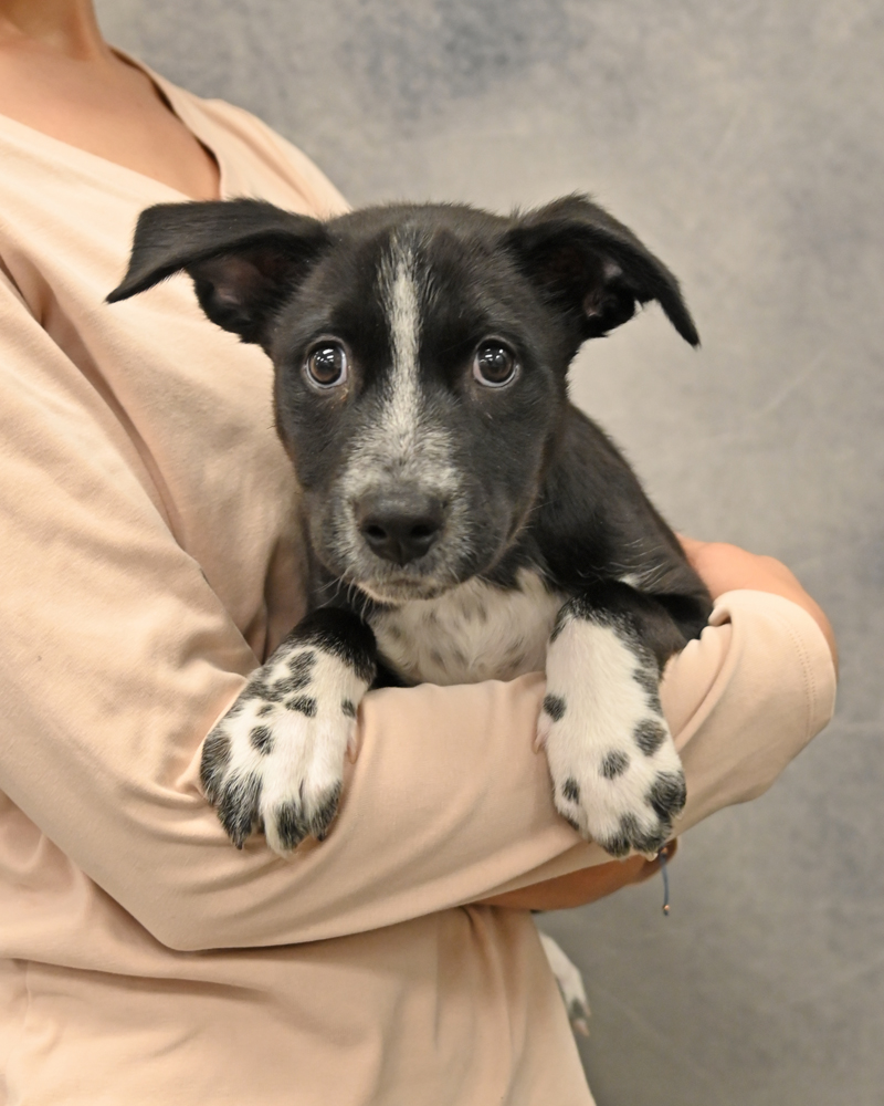 Helen Woodward Animal Center tweet media