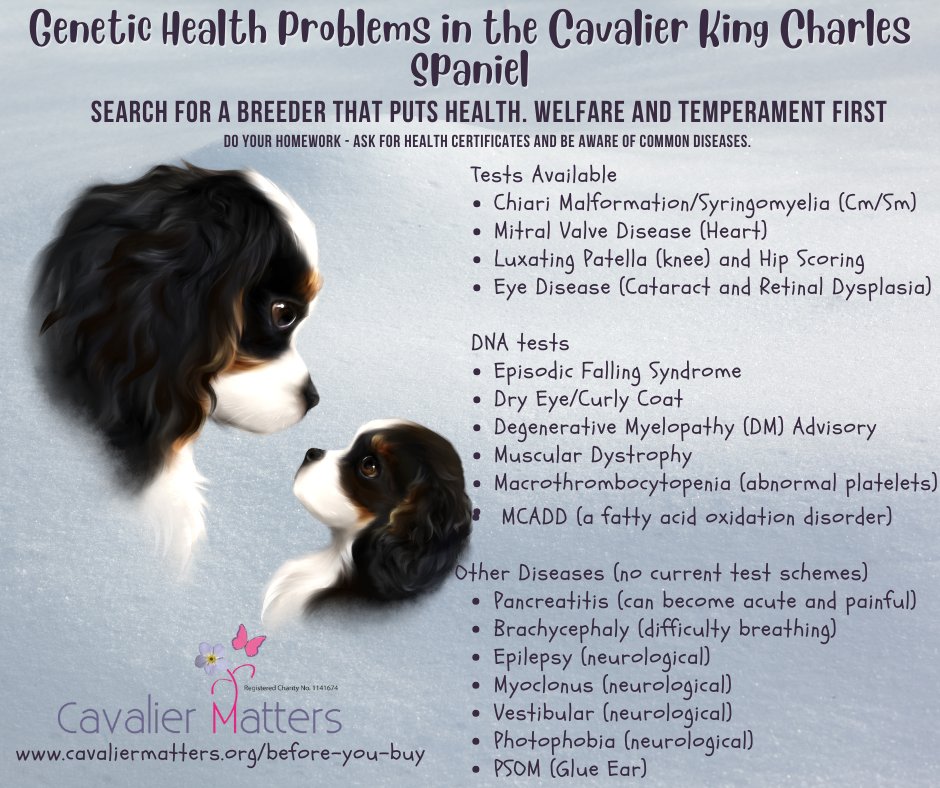 Cavalier Matters tweet media