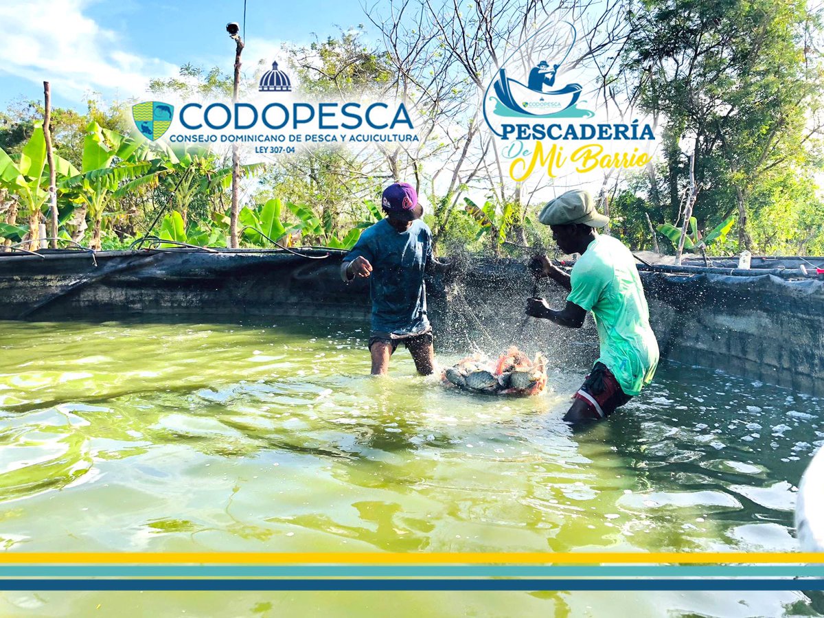 CODOPESCA RD tweet media