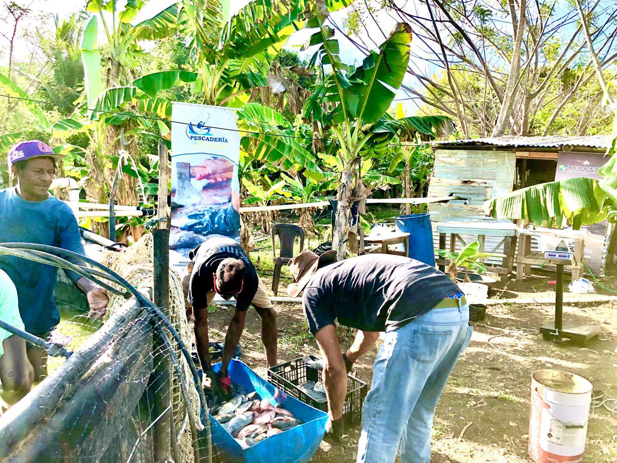 CODOPESCA RD tweet media