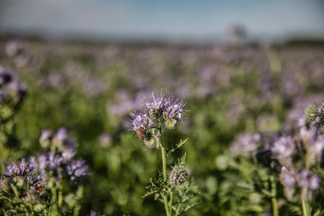 Pacific Seed Association tweet media