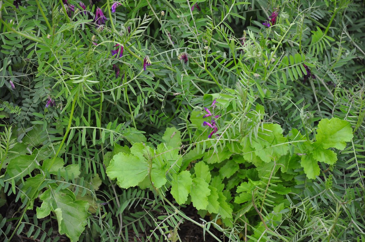 Pacific Seed Association tweet media