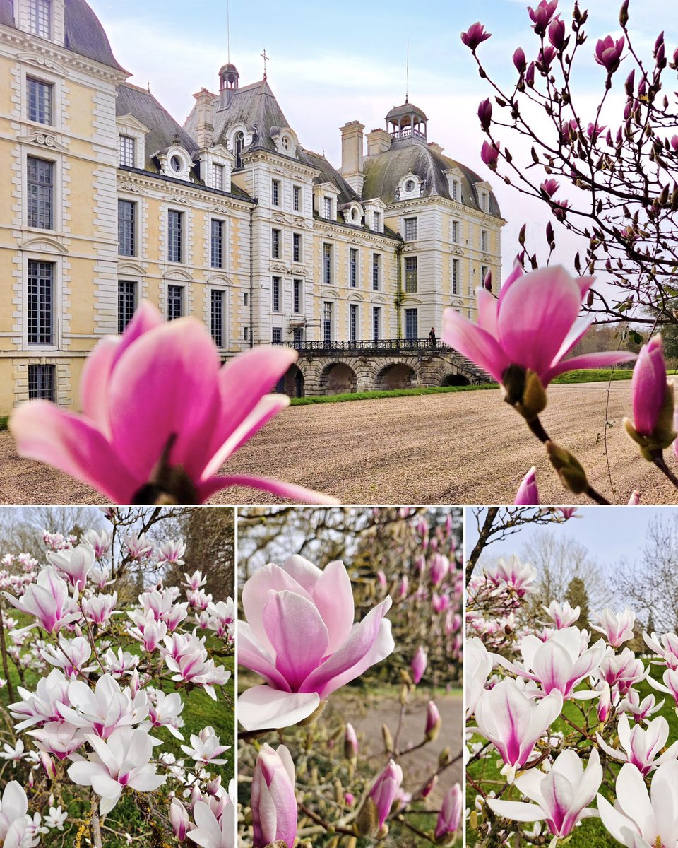 🟣 𝗨𝗡 𝗣𝗘𝗨 𝗗𝗘 𝗚𝗔𝗜𝗘𝗧𝗘 ! 🌸 ❯ Les magnolias du domaine commencent leur floraison. 

Le printemps arrive ! 🤩