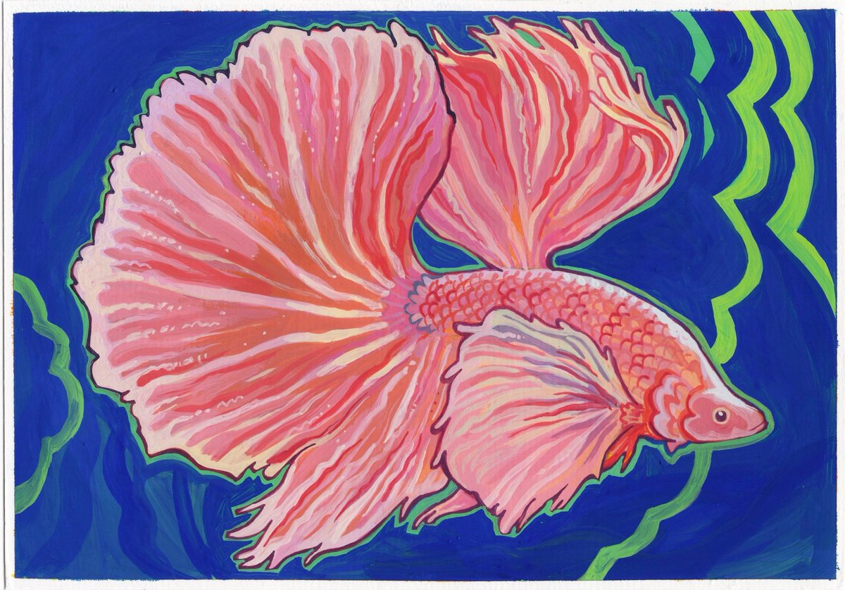pink betta comm ^___^
