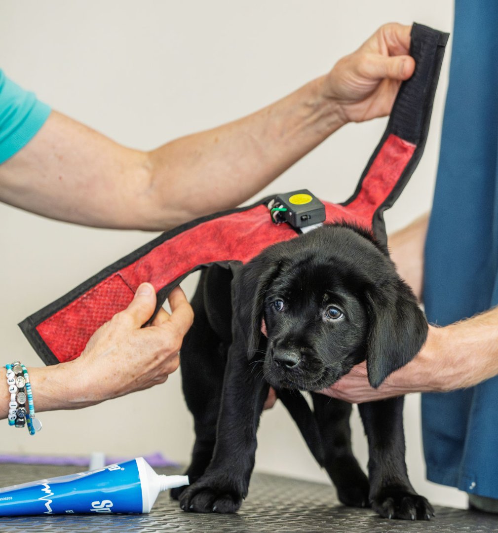 NC State Engineering tweet media