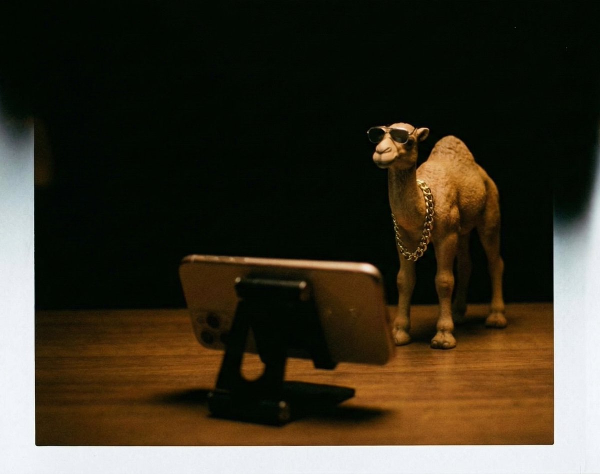 Antara - Raiders & Royals tweet media