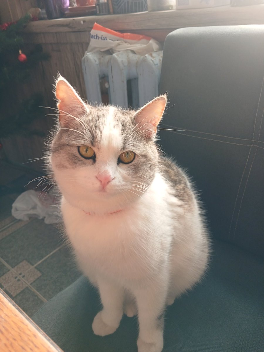 ZenzhoD's tweet photo. My Kitty (っ･ω･)っ https://t.co/iPyKr51g72