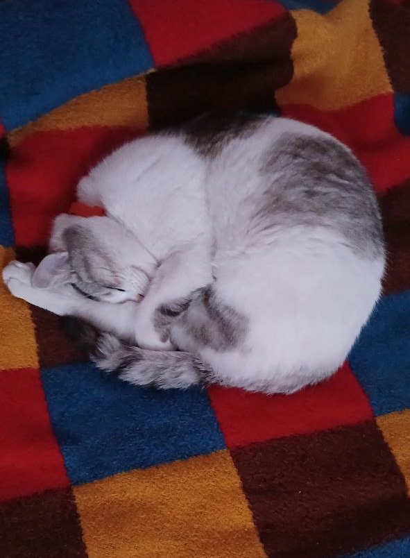 ZenzhoD's tweet photo. My Kitty (っ･ω･)っ https://t.co/iPyKr51g72