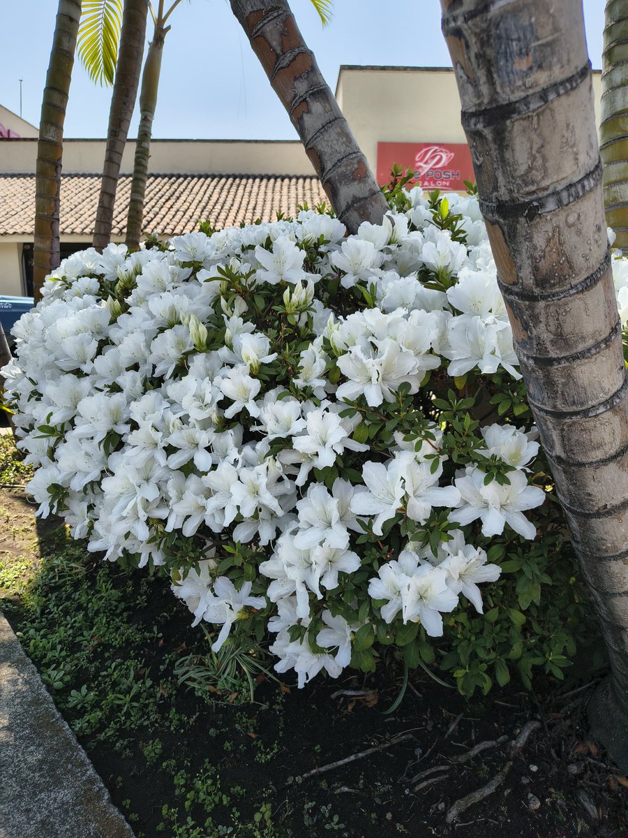Así hasta dan ganas de tener un arbusto de azaleas 😍; pero los tips para que esté así no los tengo jejeje.
#Viernesdeflores de <a href="/wonder_m_r/">Armando Maravilla - Wonder</a>.
#FelizViernes 👋🏻😄