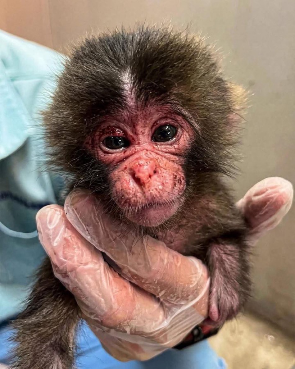 YZfinance's tweet photo. パンチ、2025年7月26日生まれで、市川動物園でママに捨てられちゃった 🐒  

飼育員さんがオランウータンのぬいぐるみをくれて、それを実のママみたいにぎゅっと抱きしめてる 🤍  

仲間になじめず苦労したけど、「がんばれパンチ」のハッシュタグで世界的にバズった！  

今7ヶ月、だんだんお友達ができてきてるよ 💕

フォロー＆通知オンで毎日パンチくん更新見てね 🫵🥰

#がんばれパンチ #パンチ #市川市動植物園 #Panchi