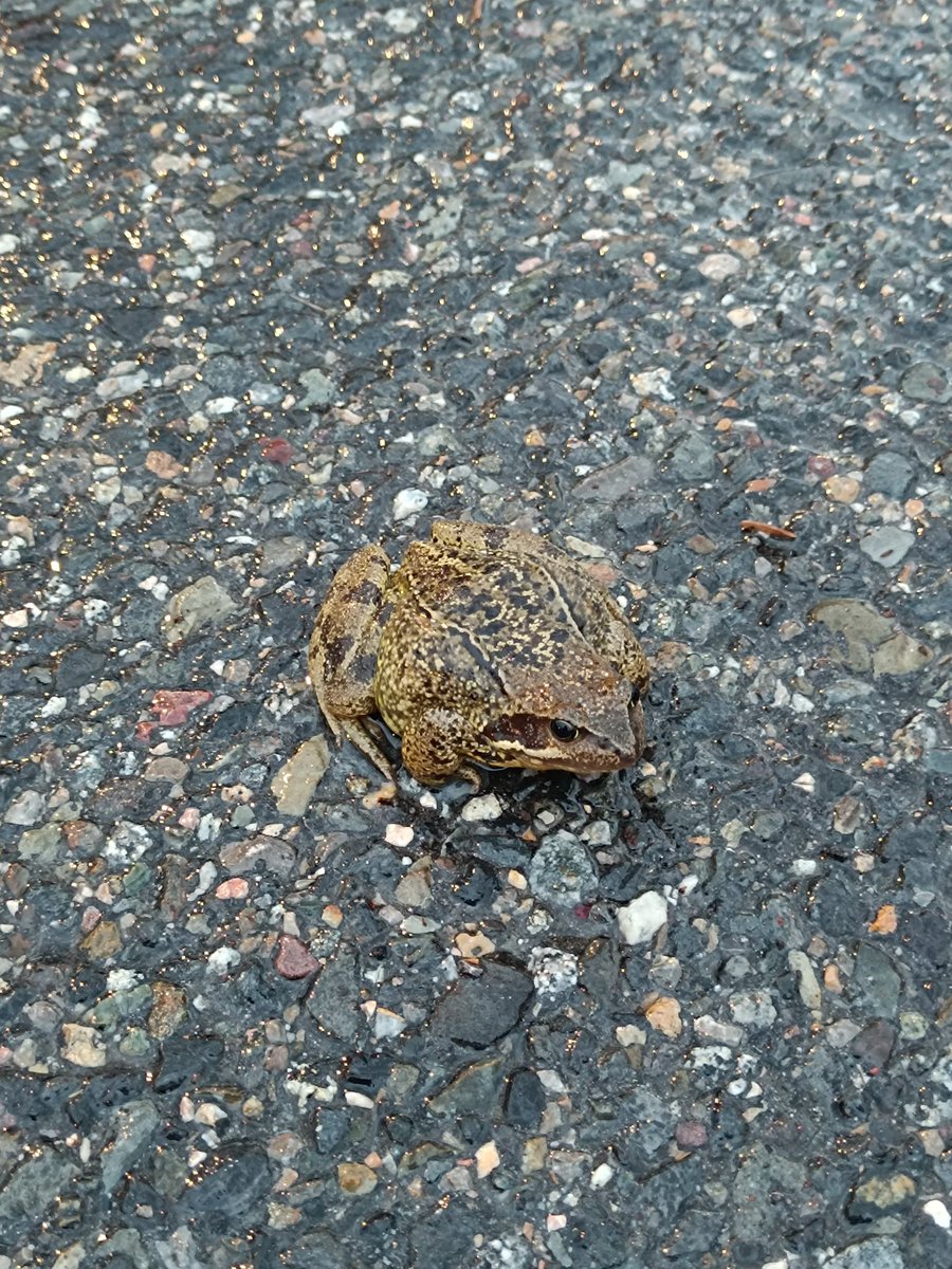 CarlaLobaco's tweet photo. Aquest gripau (crec que és un gripau...) m'he trobat a l'aparcament d'Ordino davant del CEO... Durarà poquet...😭😭 #fauna #pluja #ordino
@ordinoesviu https://t.co/9vGZHpbawz