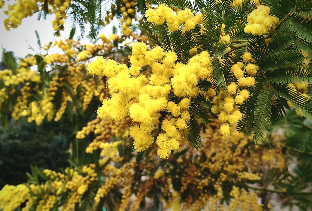 Primavera si veste di giallo e si avvicina ...
foto Lucia Luce