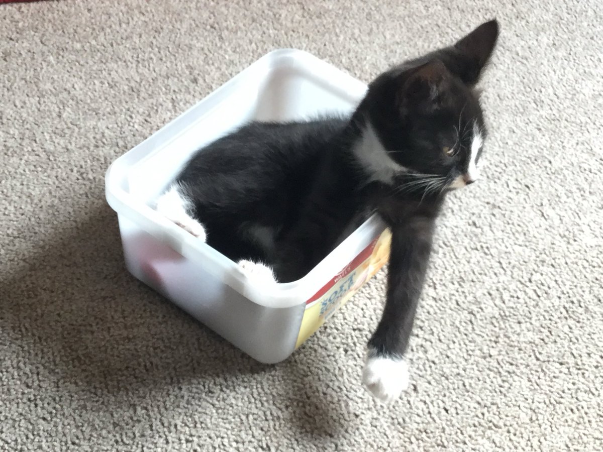 Perry Hampson tweet media