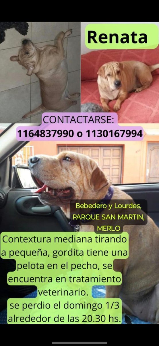 Se le perdió la perrita a un compañero de trabajo!! Espero que twitter haga su milagro!!
<a href="/CroArg/">.</a> , <a href="/soylulett/">Lu ☾ ⋆</a>    Me ayudan con un rt, por favor!!