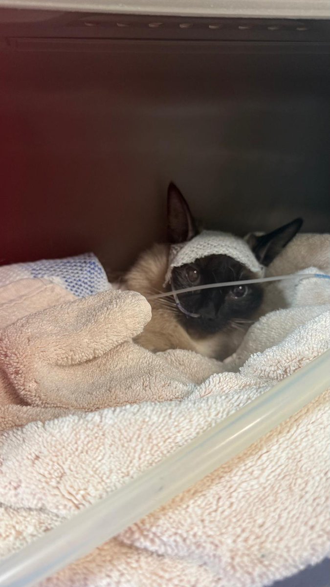 ACTUALIZACIÓN!

Gracias a todos por vuestra ayuda! Mi rescatadora ha conseguido 1300€ de 2000€ que cuesta la operación. 

Me han operado de urgencia. No sabíamos si íbamos a poder conseguir el dinero o no pero no había tiempo que perder.

Acabo de salir de la operación y ha ido