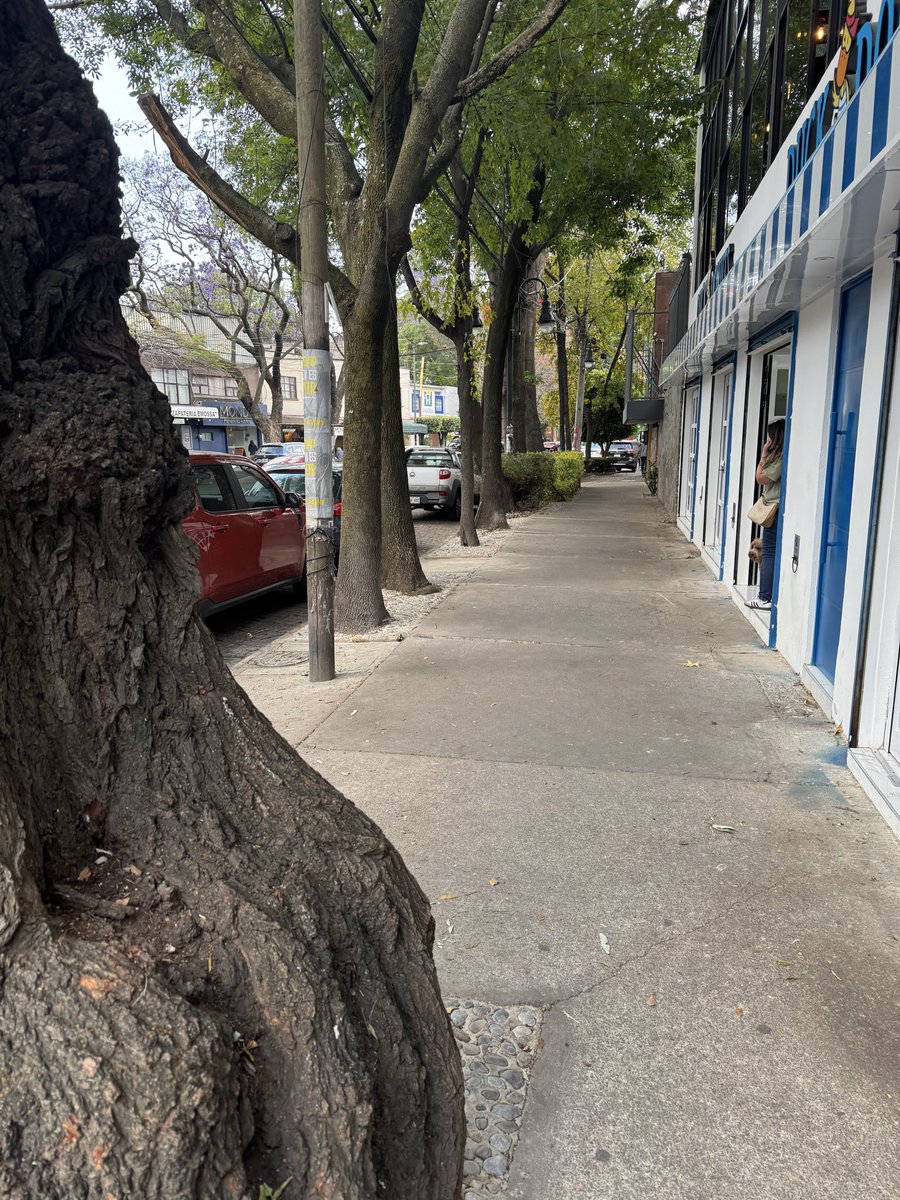 Luz de Canela tweet media