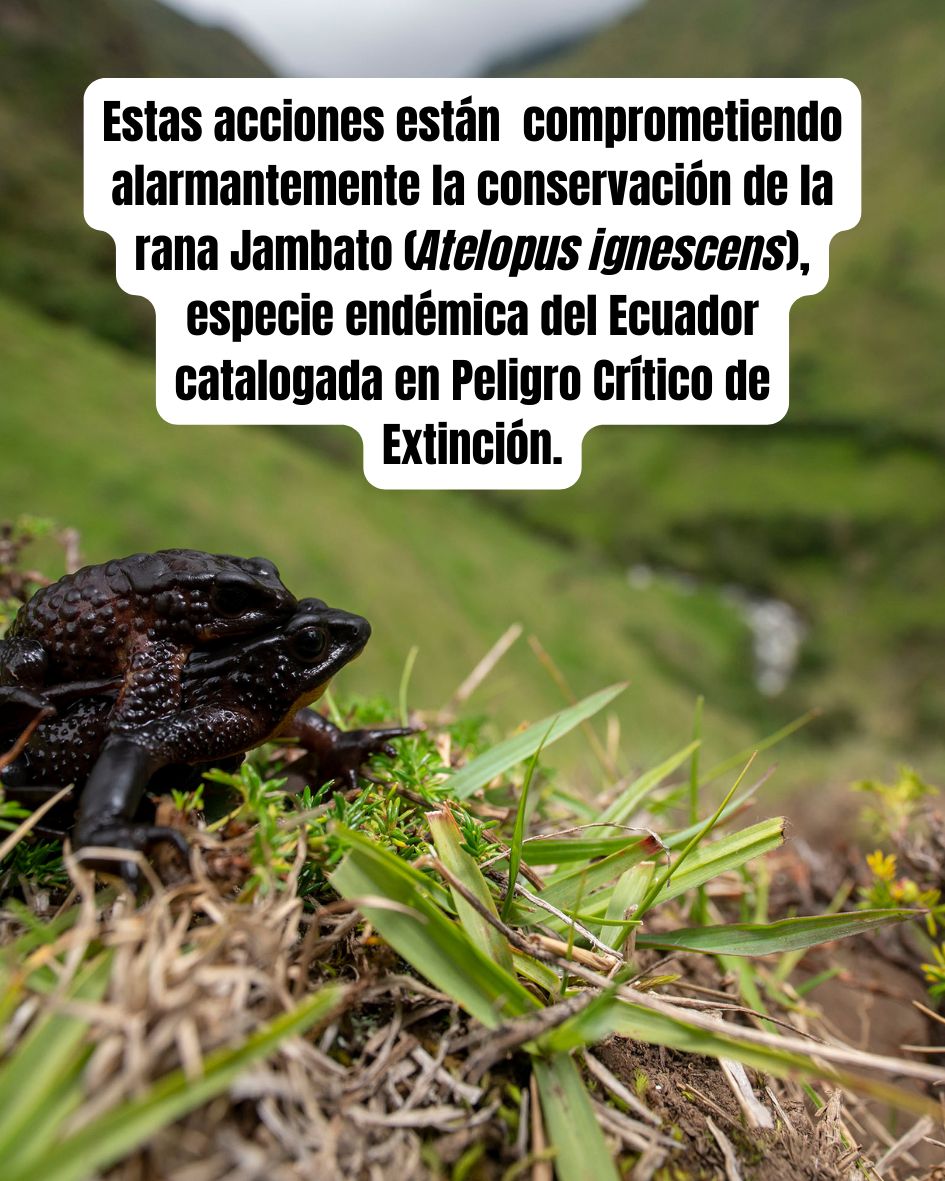 Alianza Jambato tweet media