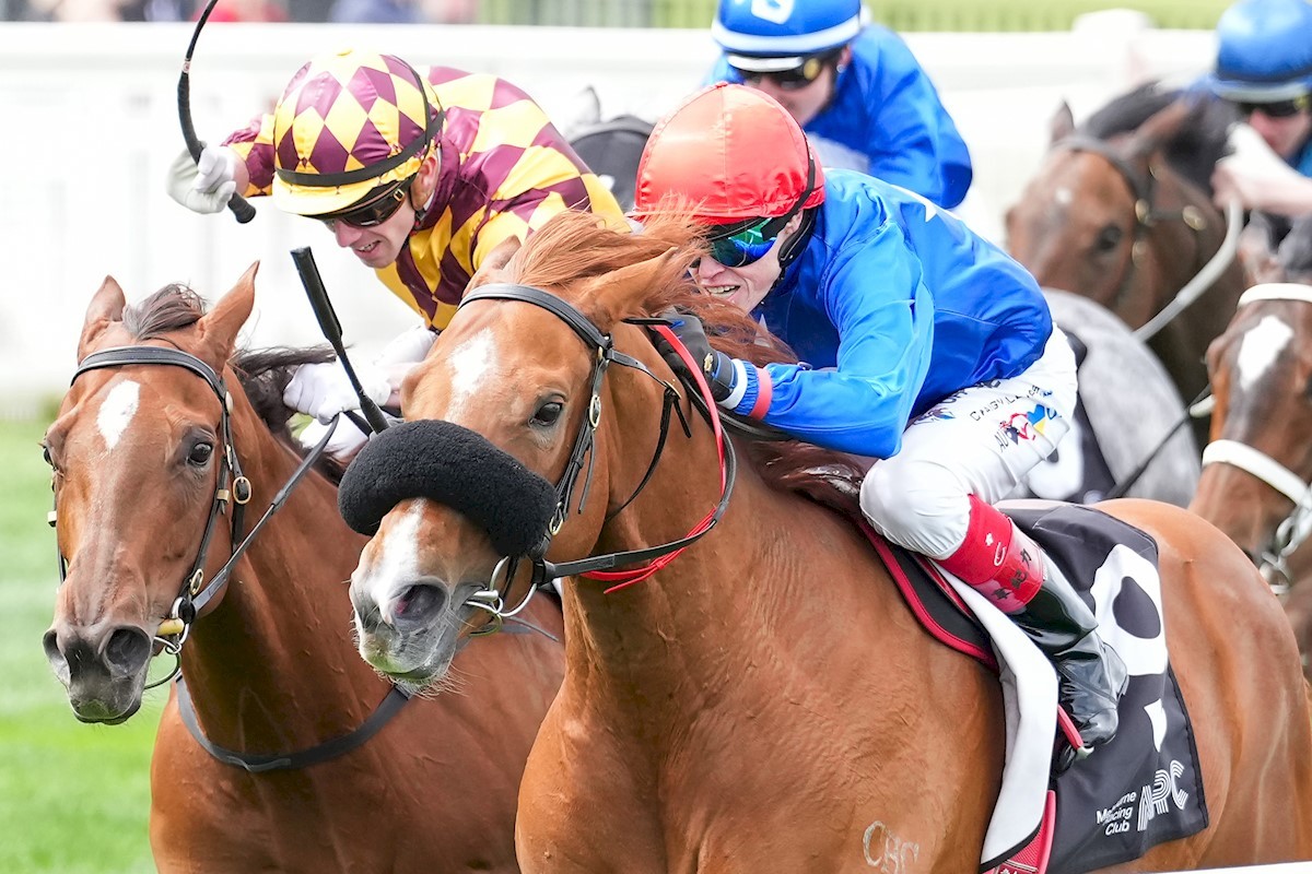 PRIME THOROUGHBREDS tweet media