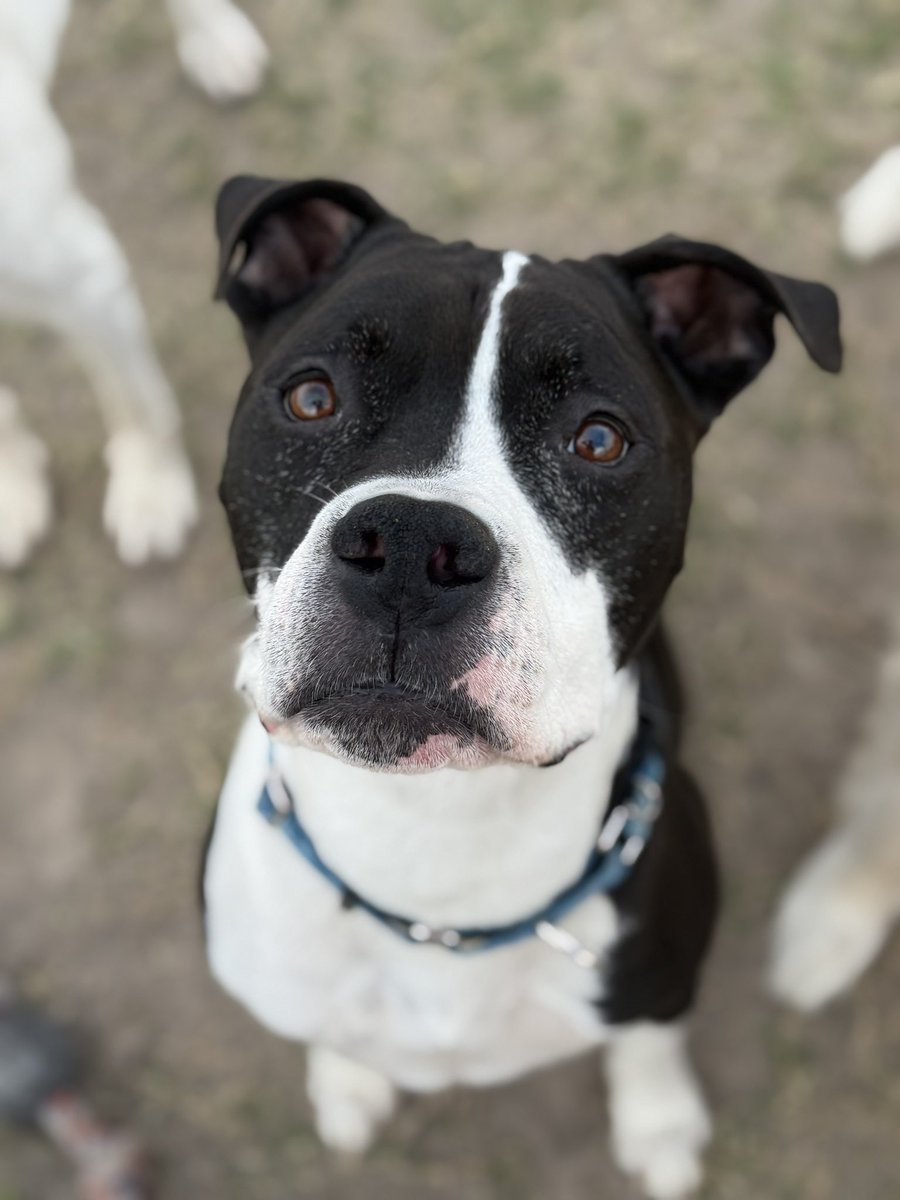 Layla’s Heart Ranch and Rescue tweet media