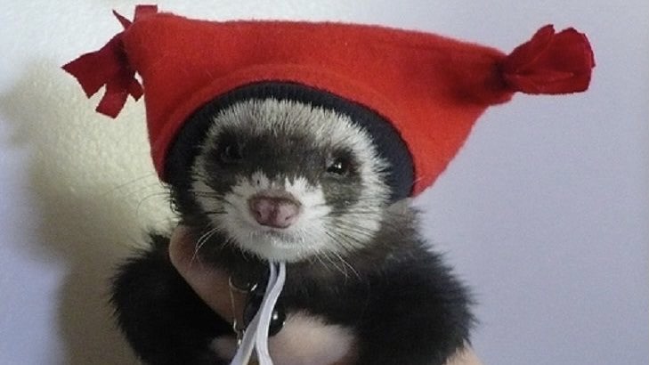 Ferret Every Hour tweet media