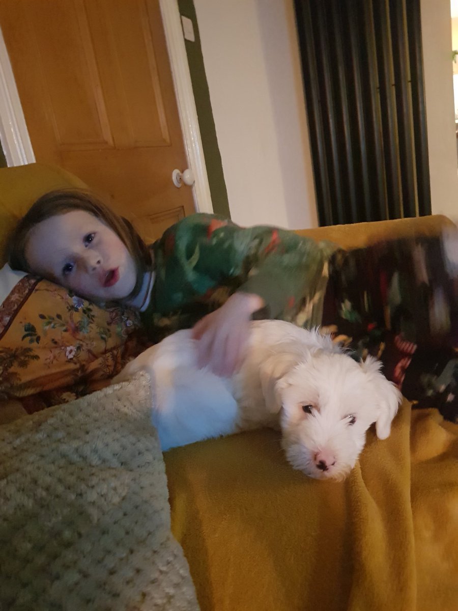 timotierney's tweet photo. 48hours into dog life and loving it  he is unreal https://t.co/EXXdQlkoTZ