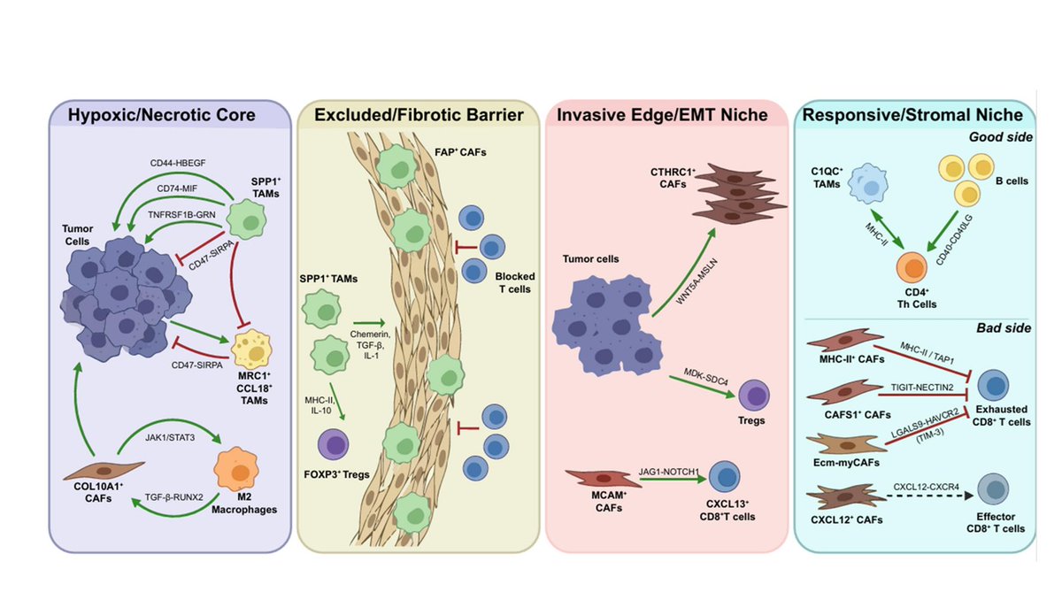 Intestinal Cell News tweet media