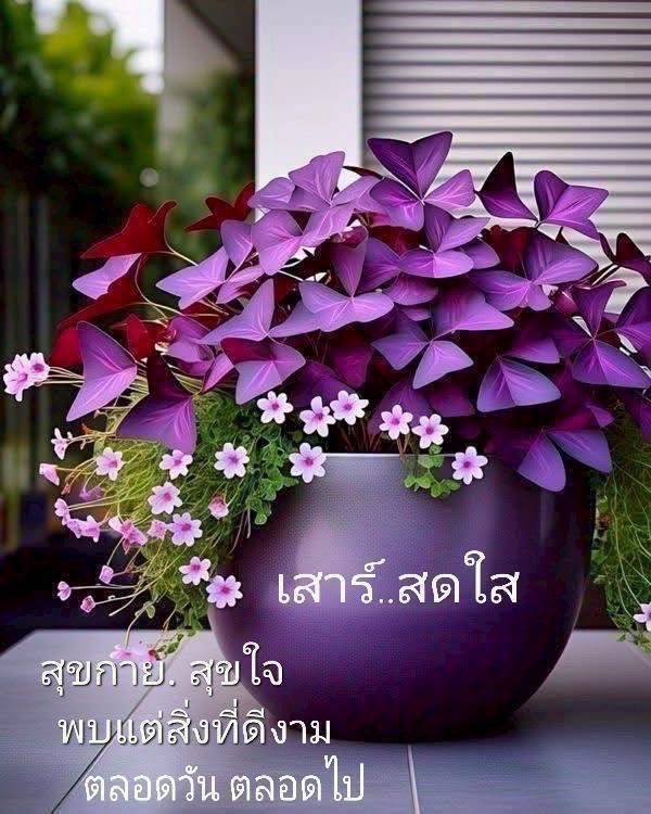 PhakhSakl's tweet photo. https://t.co/BTWcqQFytY