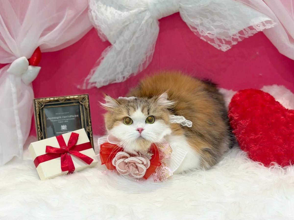 シャンプー後の
ふわふわ記念撮影📸🐱✨

みんな頑張ったので
ちょっとドヤ顔です。

可愛すぎませんか？

#猫 #ねこ #猫好きさんと繋がりたい #猫のいる暮らし #猫好き #にゃんこ #猫写真 #猫可愛い #猫グルーミング #キャットグルーミング #にゃん子ん家 #猫サロン #ふわふわ猫 #猫シャンプー 🐾