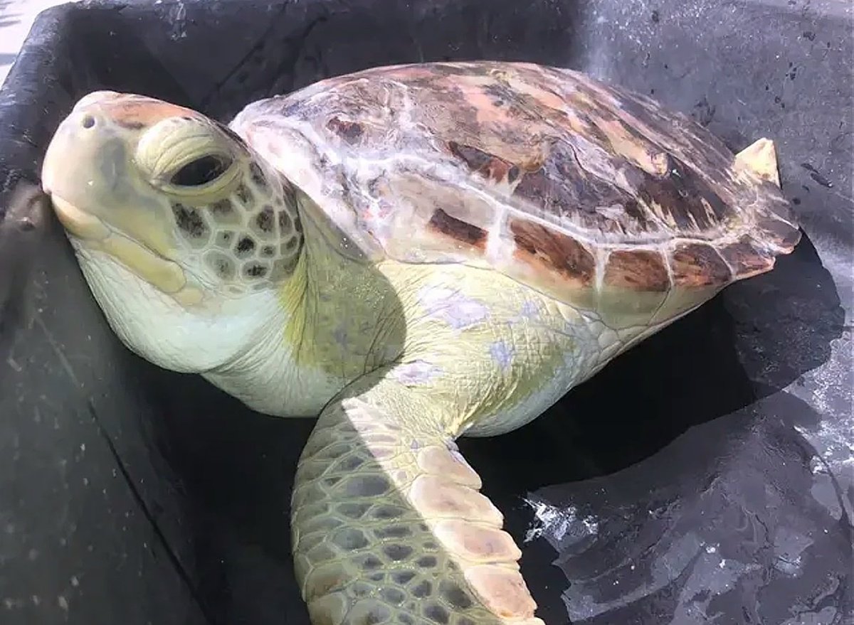 jellypastaa's tweet photo. 🐾 TERITIP SEMAKIN BANYAK

temen-temen tau teritip, kan?
betuls, yang suka ada di tubuh penyu dan lambung kapal.

nah, tau gasii, ternyata jumlah teritip sekarang tuh banyak banget dan mengganggu kehidupan di laut.

termasuk si penyu ini.
kok bisa ya?

[thread belajar bareng] https://t.co/0KoltIhQ2L