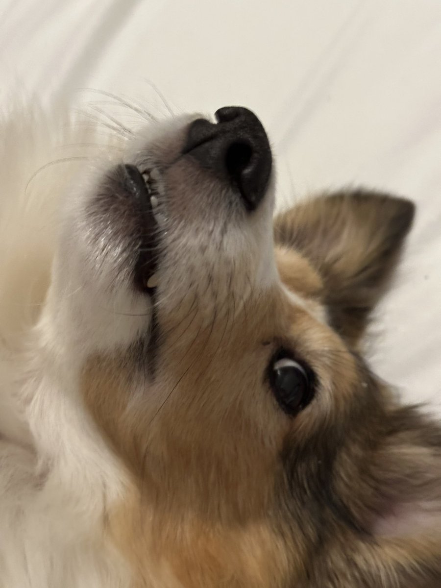 defiance 🇵🇸 tweet media