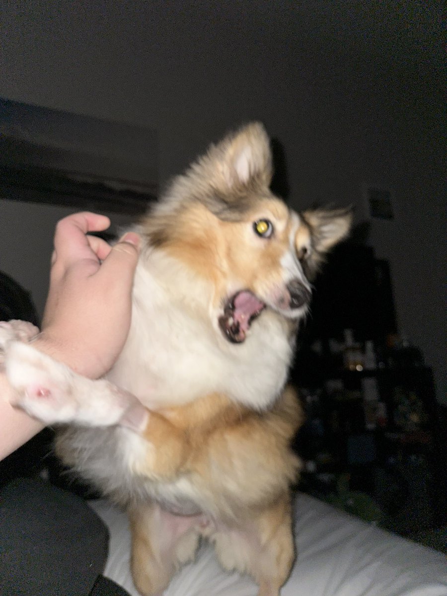 defiance 🇵🇸 tweet media