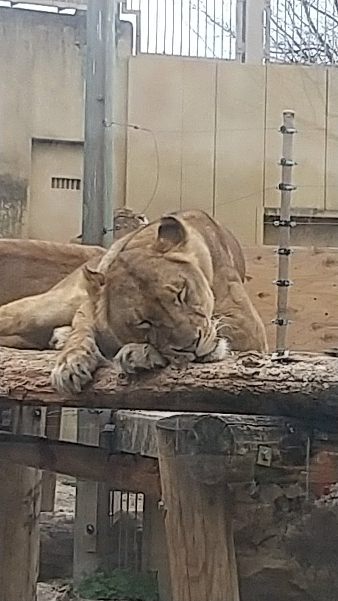 最後にライオンの写真。昨日、肌寒かったけれど気持ちよさそうに寝ていた。