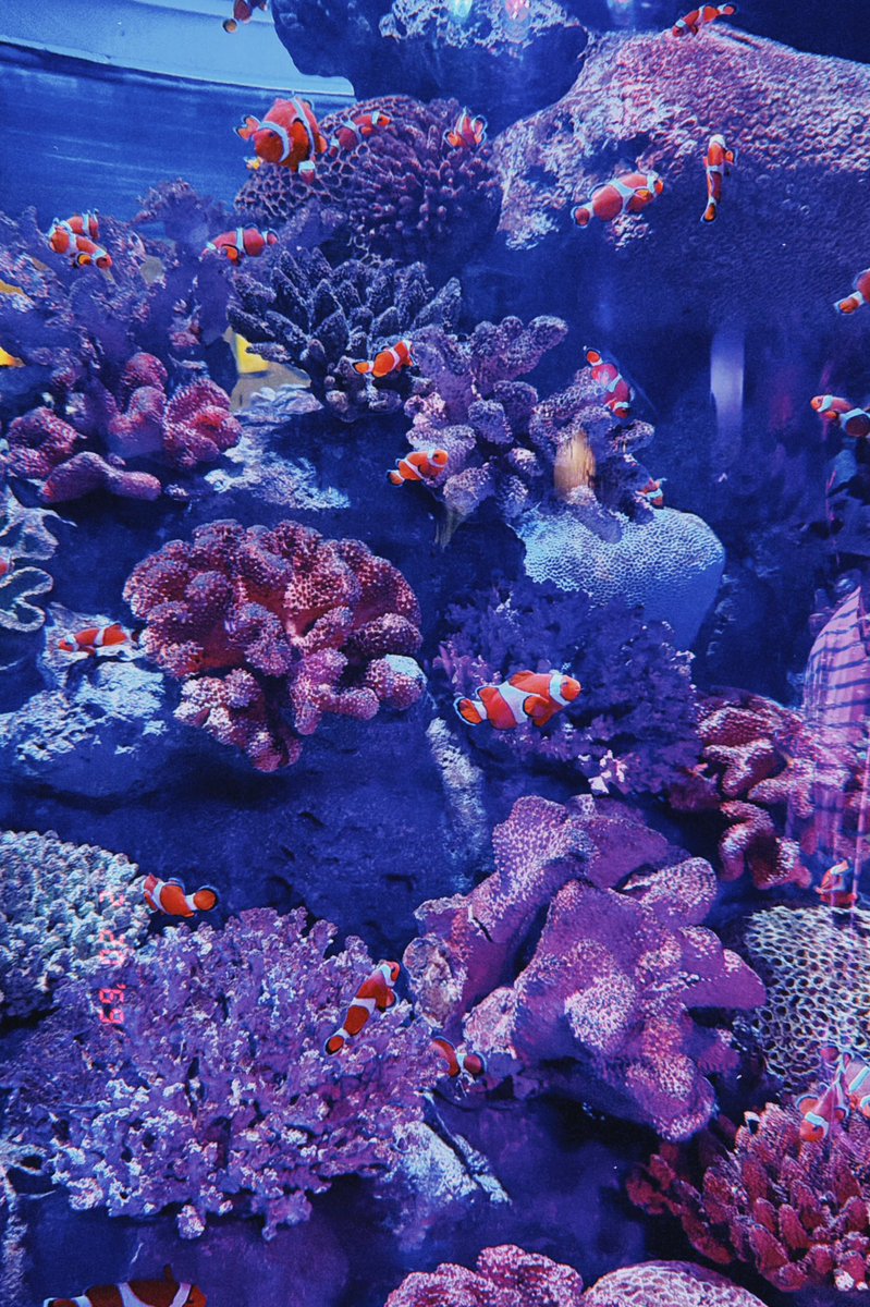 pimmyisposieꕁ˚ ༘ 🎪🎡🎠 tweet media