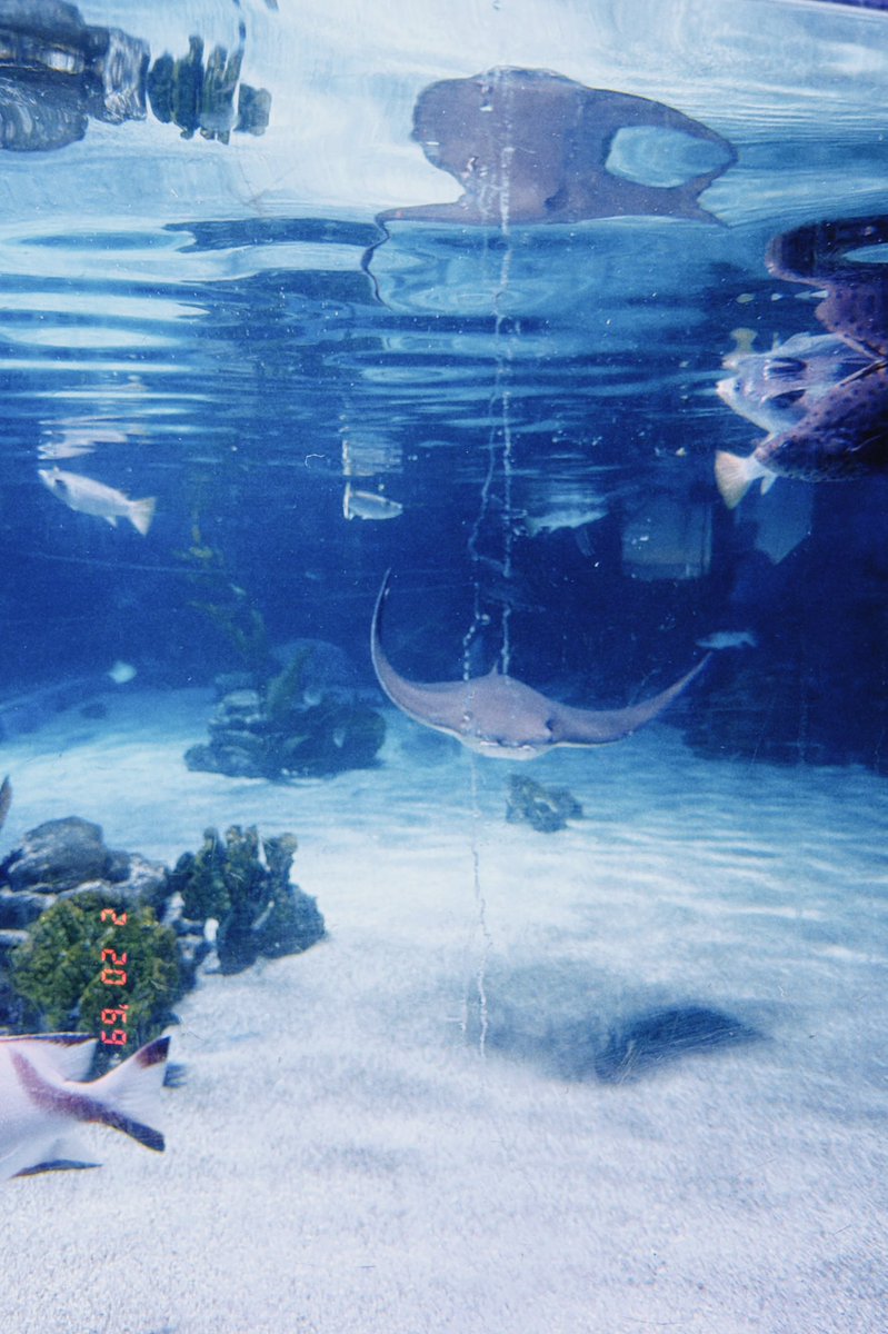 pimmyisposieꕁ˚ ༘ 🎪🎡🎠 tweet media