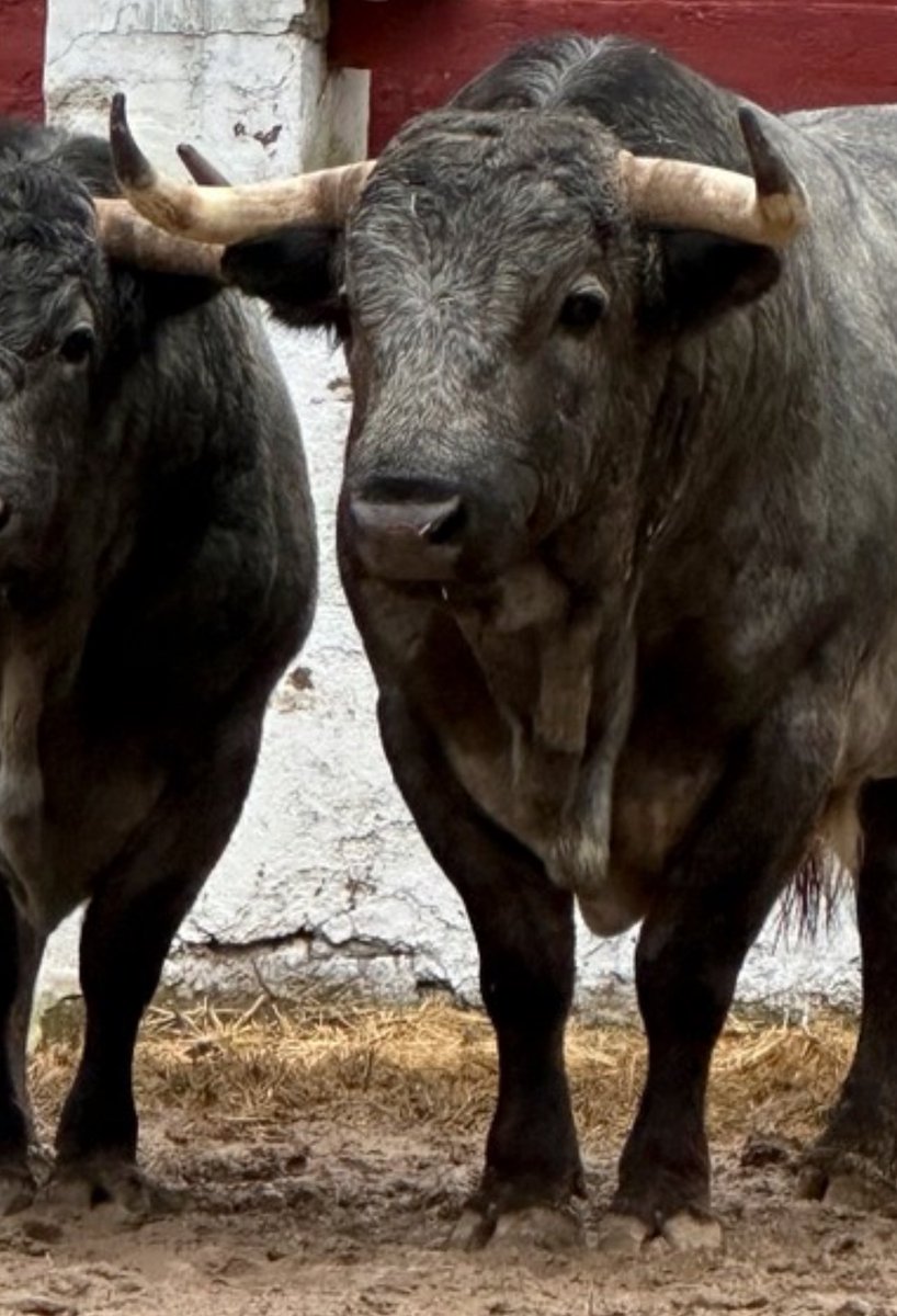 Por el tunel de Guadarrama tweet media