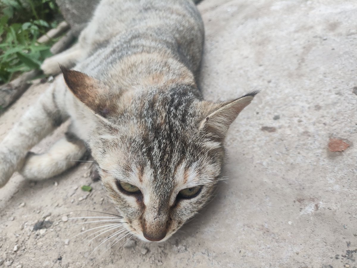 YAPMASTER tweet media