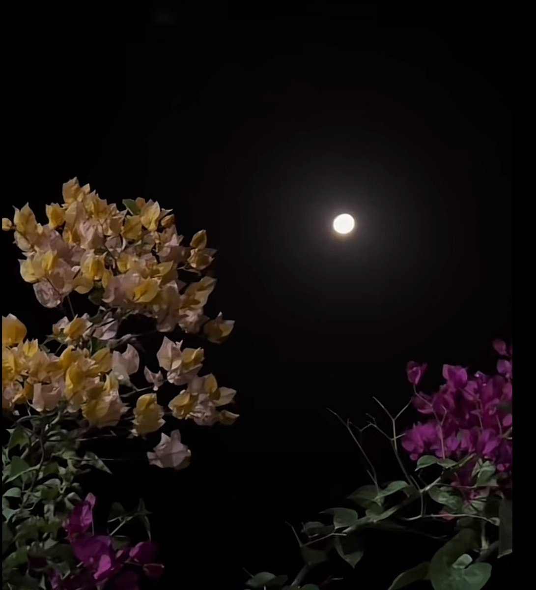 عنوان الليلة :
لا الطريق  واضح  ولا قلبي يدّلني ❣️