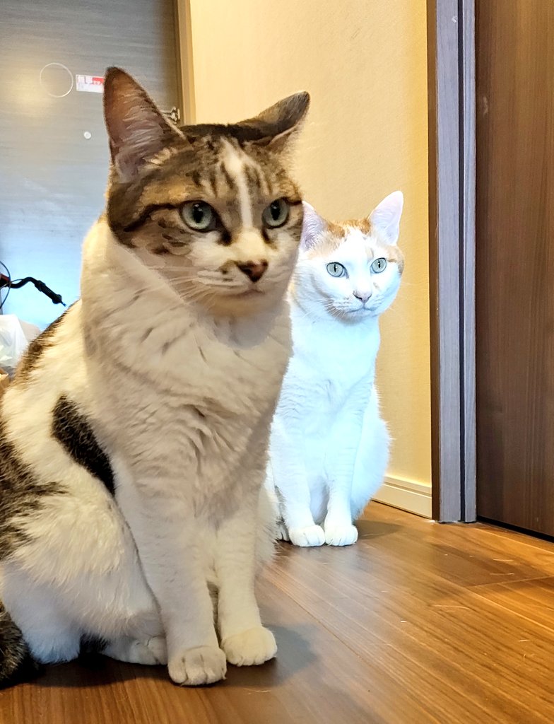 Saki Momiyama　-きなくるみ- 春M3 N-10b tweet media